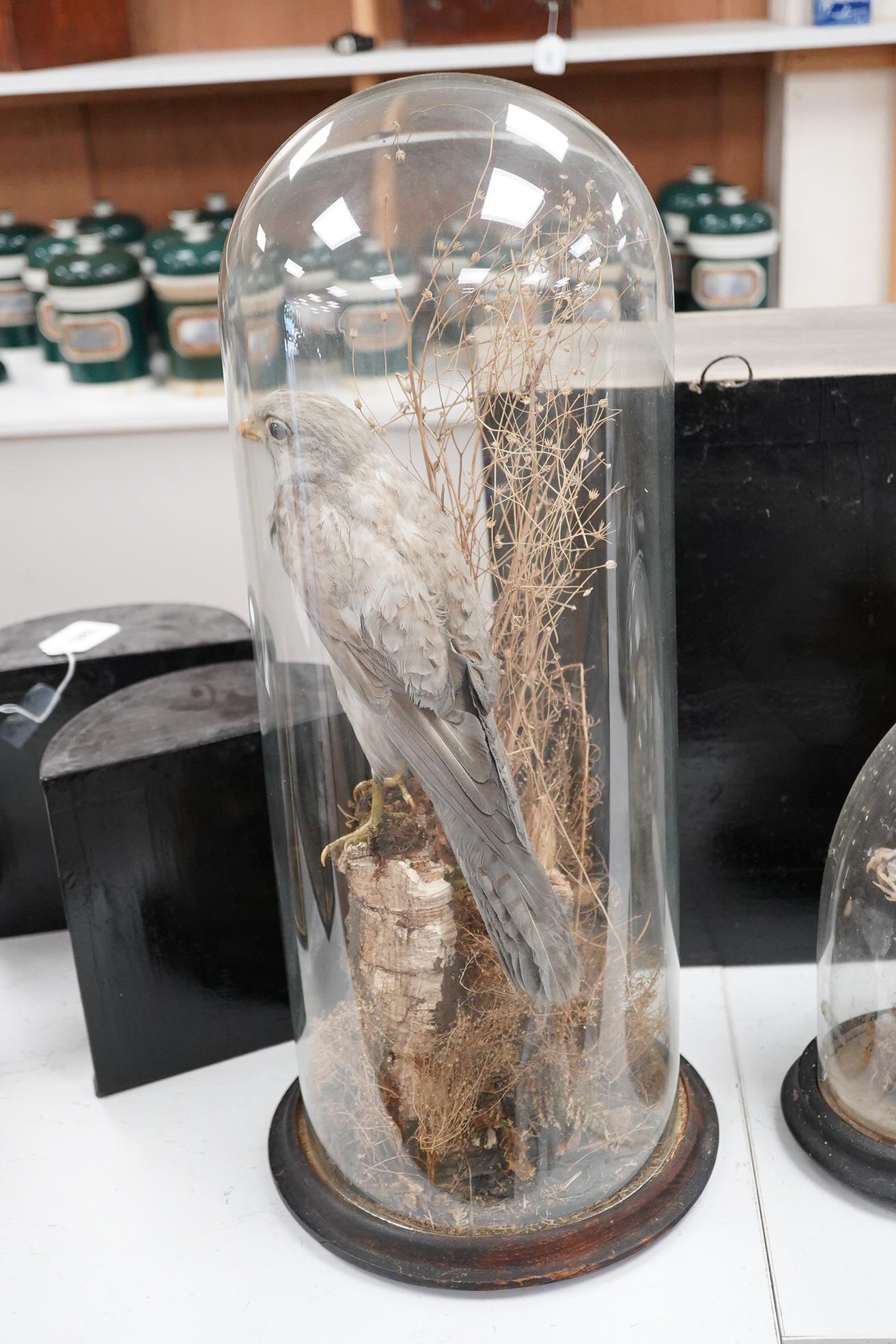 An early 20th century taxidermy kestrel under a glass dome, 56cm high